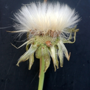 Photographie n°2332838 du taxon Sonchus maritimus L. [1759]