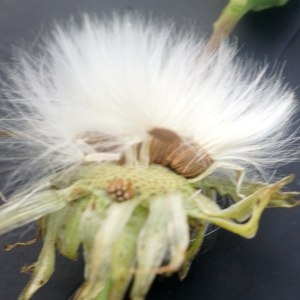 Photographie n°2332841 du taxon Sonchus maritimus L. [1759]