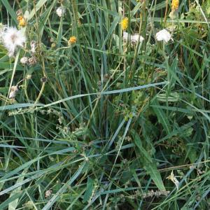 Photographie n°2332842 du taxon Sonchus maritimus L. [1759]