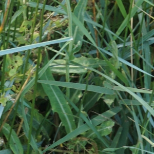 Photographie n°2332843 du taxon Sonchus maritimus L. [1759]