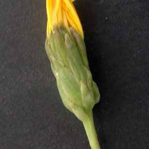 Photographie n°2332844 du taxon Sonchus maritimus L. [1759]