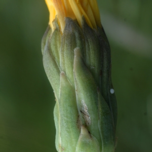 Photographie n°2332845 du taxon Sonchus maritimus L. [1759]