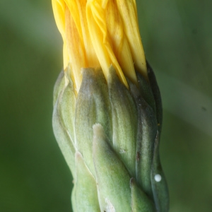 Photographie n°2332846 du taxon Sonchus maritimus L. [1759]