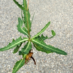 Photographie n°2332847 du taxon Sonchus maritimus L. [1759]