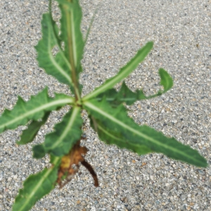Photographie n°2332848 du taxon Sonchus maritimus L. [1759]