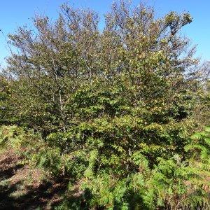 Photographie n°2332855 du taxon Fagus sylvatica f. sylvatica 