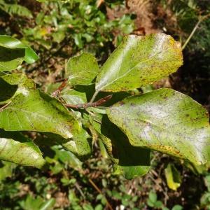 Photographie n°2332856 du taxon Fagus sylvatica f. sylvatica 