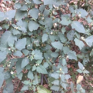 Photographie n°2332862 du taxon Solanum nigrum L. [1753]