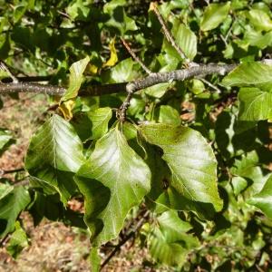 Photographie n°2332863 du taxon Fagus sylvatica f. sylvatica 