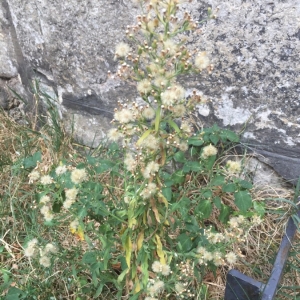 Photographie n°2332874 du taxon Erigeron canadensis L. [1753]