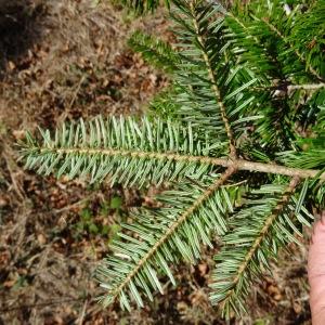 Photographie n°2332876 du taxon Abies alba Mill. [1768]