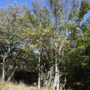 Photographie n°2332886 du taxon Sorbus aucuparia subsp. aucuparia 