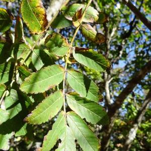 Photographie n°2332889 du taxon Sorbus aucuparia subsp. aucuparia 