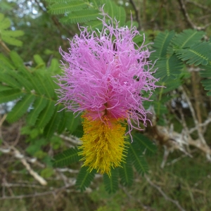 Dichrostachys cinerea (L.) Wight & Arn. (Akasya Sen Domeng)