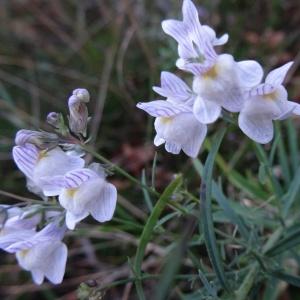 Photographie n°2332903 du taxon Linaria repens (L.) Mill.