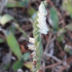 Photographie n°2332921 du taxon Spiranthes spiralis (L.) Chevall. [1827]