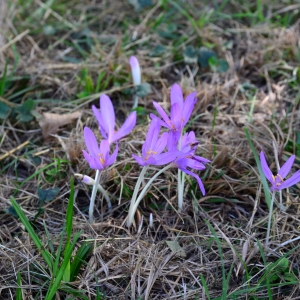 Photographie n°2332943 du taxon Colchicum autumnale L. [1753]