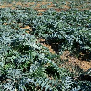 Photographie n°2332947 du taxon Cynara cardunculus L. [1753]