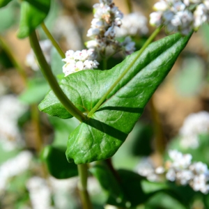 Photographie n°2332949 du taxon Fagopyrum esculentum Moench [1794]