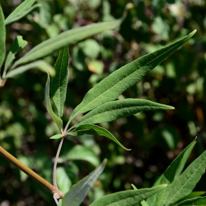 Photographie n°2332960 du taxon Vitex agnus-castus L. [1753]