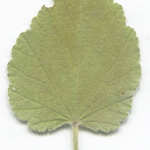 Photographie n°2332987 du taxon Althaea officinalis L.
