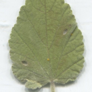 Photographie n°2332990 du taxon Althaea officinalis L.