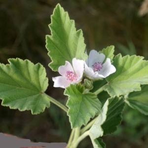 Photographie n°2332996 du taxon Althaea officinalis L.