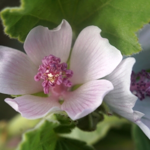 Photographie n°2332998 du taxon Althaea officinalis L.