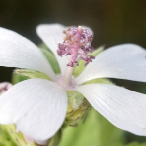  - Althaea officinalis L.