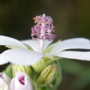 Photographie n°2333000 du taxon Althaea officinalis L.