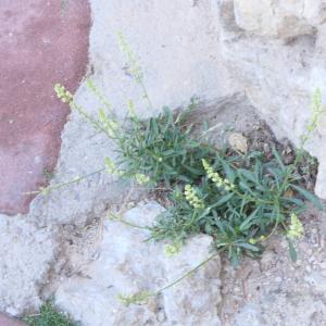 Photographie n°2333015 du taxon Reseda lutea subsp. lutea 