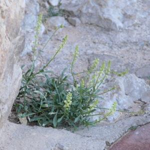  - Reseda lutea subsp. lutea 