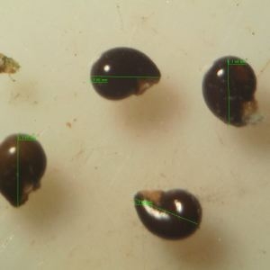 Photographie n°2333017 du taxon Reseda lutea subsp. lutea 