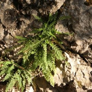 - Asplenium fontanum subsp. fontanum 