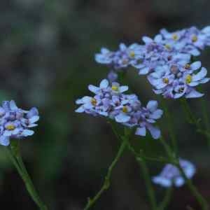 Photographie n°2333037 du taxon Iberis linifolia L. [1759]