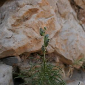 Photographie n°2333059 du taxon Antirrhinum litigiosum Pau