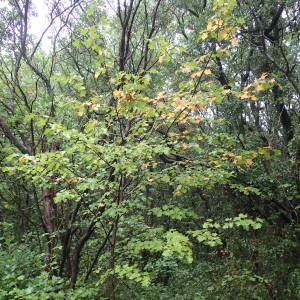 Photographie n°2333080 du taxon Sorbus torminalis (L.) Crantz [1763]