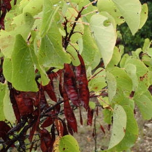 Photographie n°2333082 du taxon Cercis siliquastrum L. [1753]