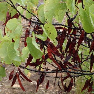 Photographie n°2333085 du taxon Cercis siliquastrum L. [1753]