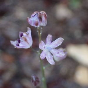 Photographie n°2333097 du taxon Prospero autumnale (L.) Speta [1982]