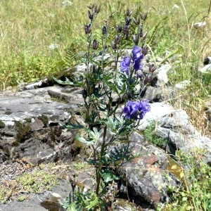 Photographie n°2333112 du taxon Aconitum napellus subsp. vulgare (DC.) Rouy & Foucaud [1893]