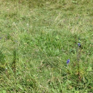 Photographie n°2333121 du taxon Aconitum napellus subsp. vulgare (DC.) Rouy & Foucaud [1893]