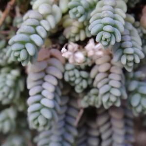 Photographie n°2333123 du taxon Sedum dasyphyllum L. [1753]