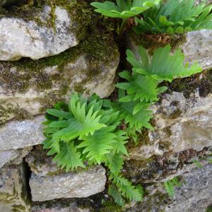 Photographie n°2333128 du taxon Polypodium cambricum L. [1753]