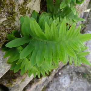 Photographie n°2333129 du taxon Polypodium cambricum L. [1753]