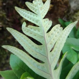 Photographie n°2333130 du taxon Polypodium cambricum L. [1753]