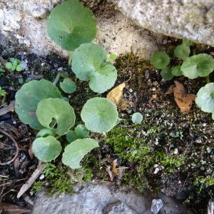  - Umbilicus rupestris (Salisb.) Dandy [1948]