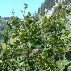 Photographie n°2333144 du taxon Alnus viridis (Chaix) DC. [1805]