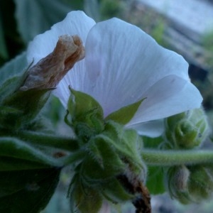 Photographie n°2333150 du taxon Althaea officinalis L. [1753]