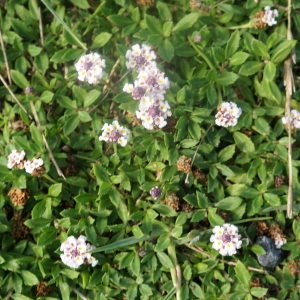 Photographie n°2333158 du taxon Phyla nodiflora (L.) Greene [1899]